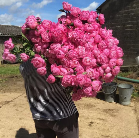 Buy Peonies